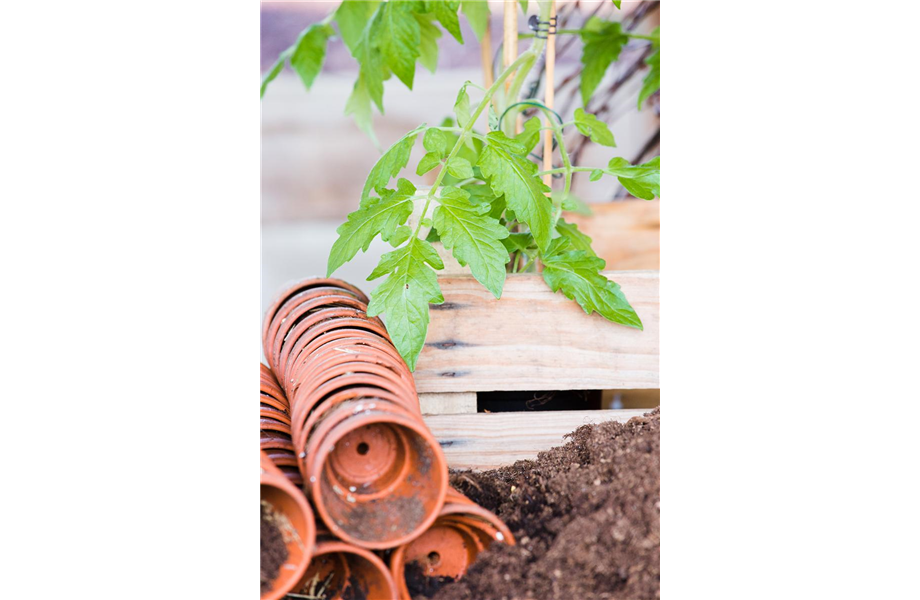 Tomaten: So geling Anzucht und Ernte