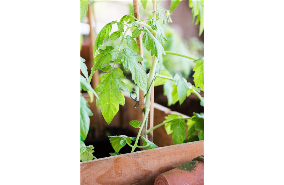 Tomaten: So geling Anzucht und Ernte