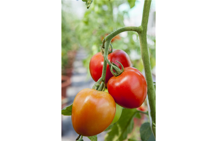 Tomaten: So geling Anzucht und Ernte