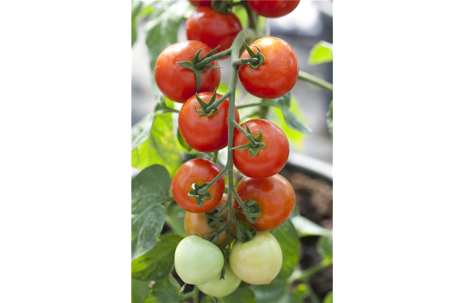 Tomaten: So geling Anzucht und Ernte