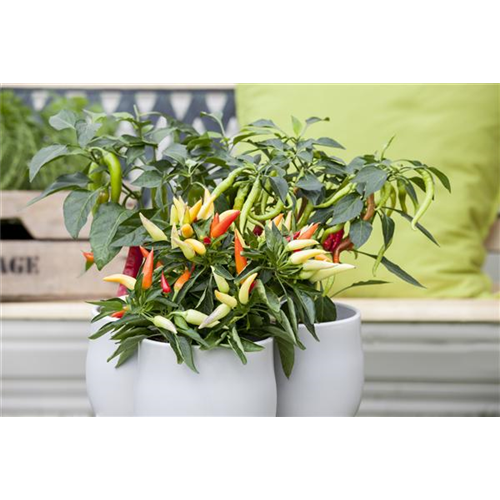 Paprika aus dem eigenen Garten