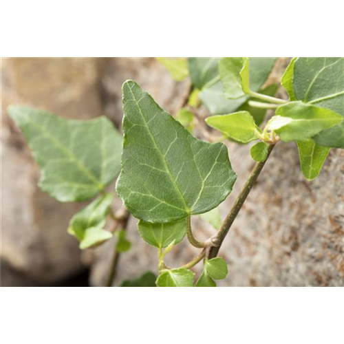 Kletter- und Schlingpflanzen für den Garten