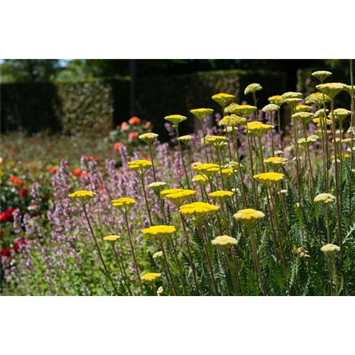 Staudengarten – Gestaltungshinweise