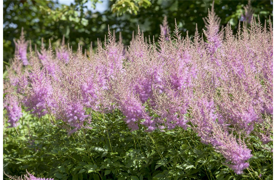 Staudengarten – Gestaltungshinweise