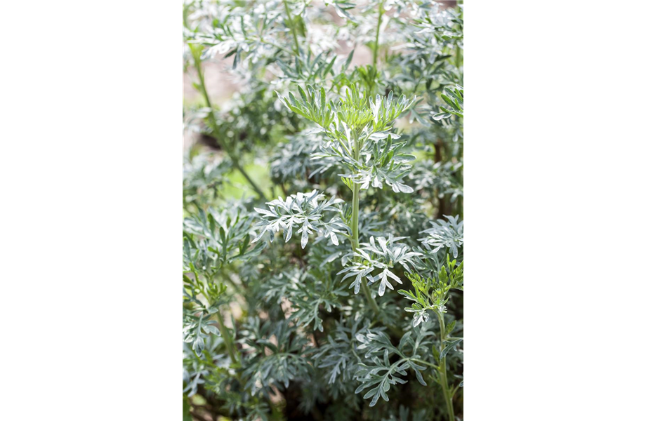 Besondere Kräuter mit Aromen