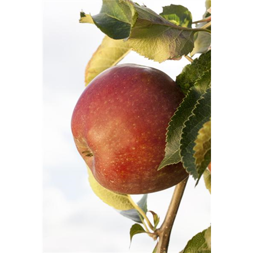 Sommerschnitt für Obstbäume 