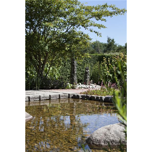 Der Wassergarten 