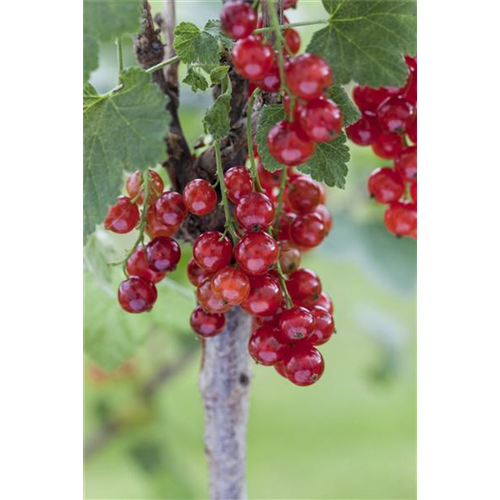 Johannisbeeren vermehren