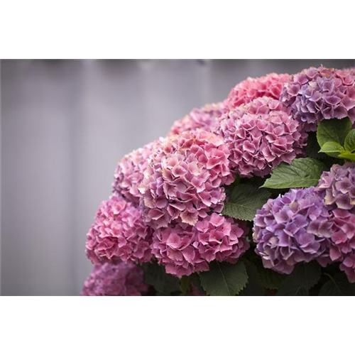 Die Hortensie im Garten