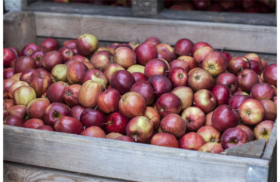 Sommerschnitt für Obstbäume 