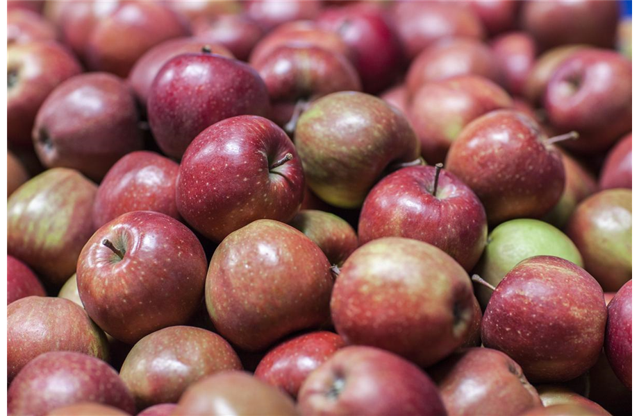 Sommerschnitt für Obstbäume 