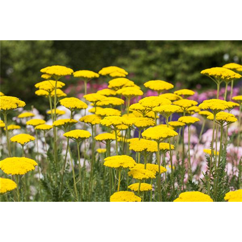 Der Landhausgarten: Unberührte Natur