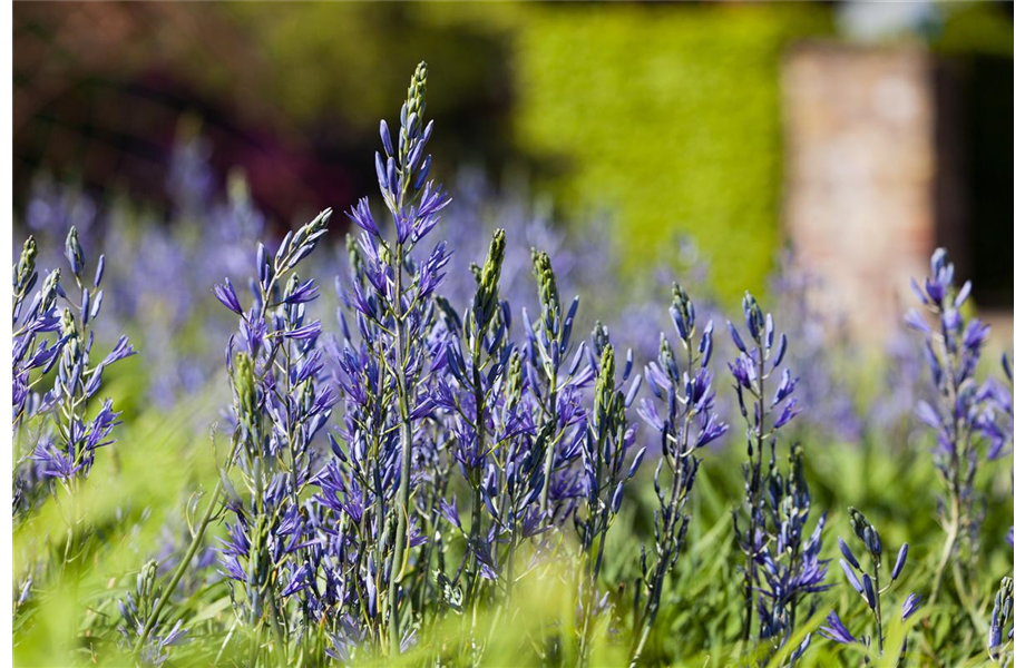 Der Landhausgarten: Unberührte Natur