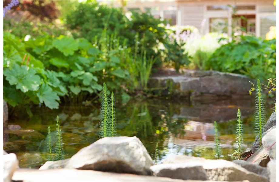 Schnell angelegter Gartenteich