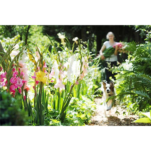 Schöne Blumen aus dem eigenen Garten