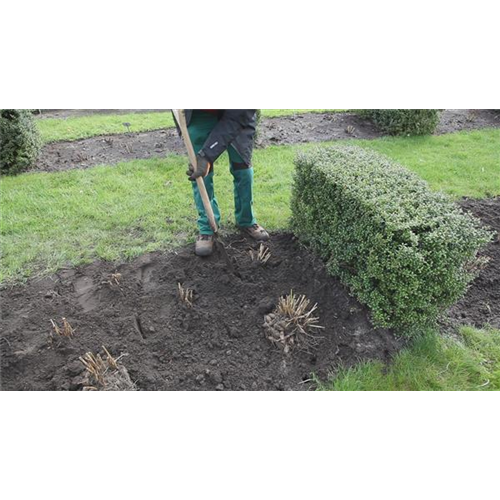 Dahlien - Einpflanzen im Garten