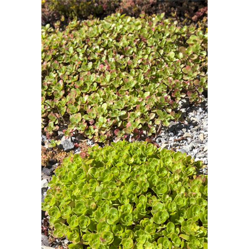 Sedum: Pflanze für schwierige Ecken