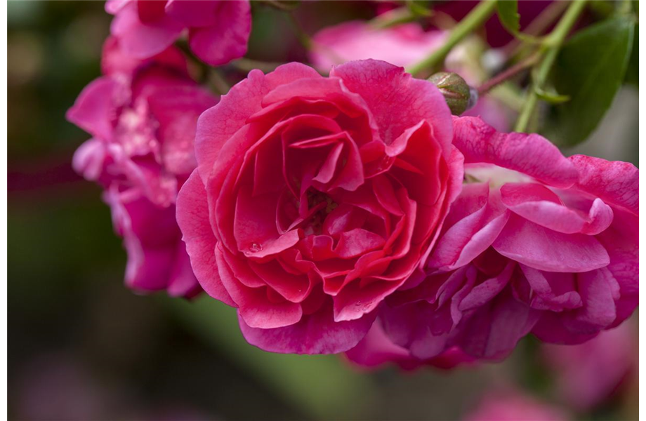 Insektenfreundliche Rosen und ihre Begleiter