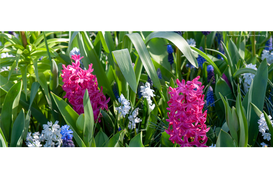 Blumenzwiebeln: Von null auf blühend