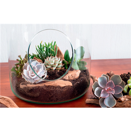 DIY-Tipp Oktober: Sukkulenten-Terrarien