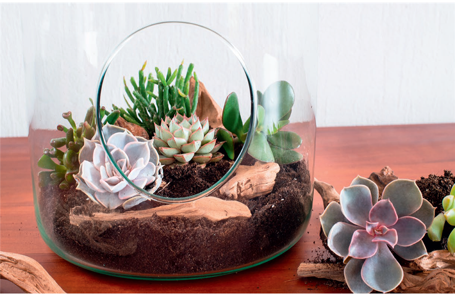 DIY-Tipp Oktober: Sukkulenten-Terrarien