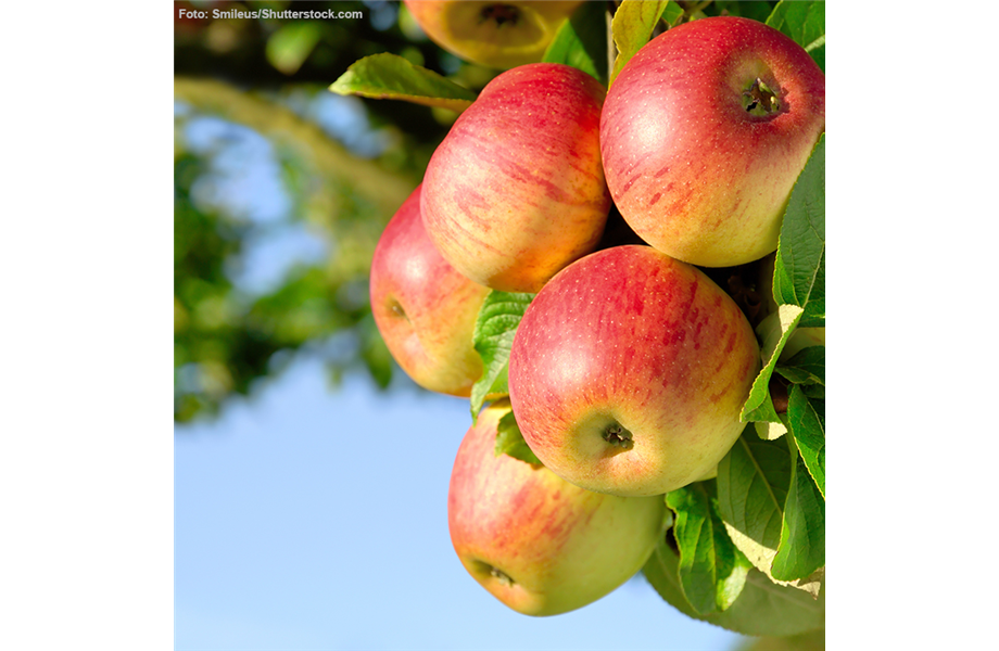 Obst verarbeiten