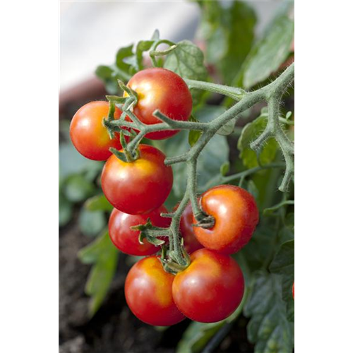 Platzende Tomaten