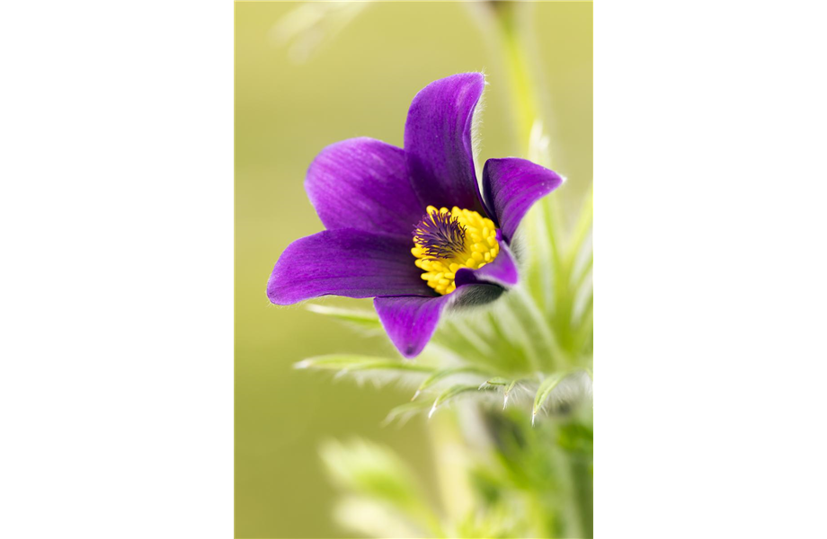 Der Landhausgarten: Unberührte Natur