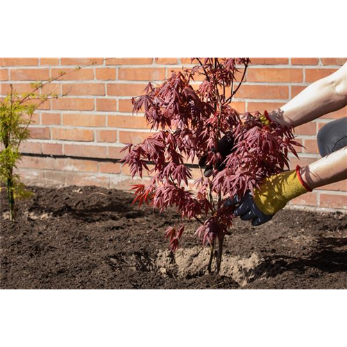 Frühjahrsputz im Garten