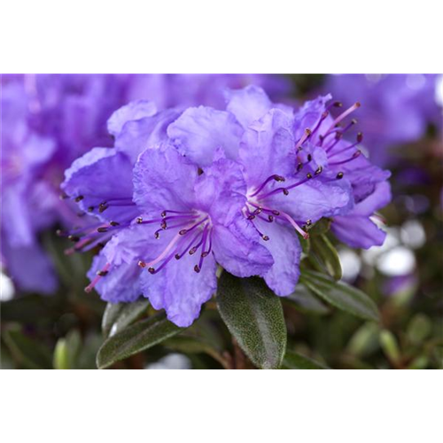 Rhododendren pflanzen