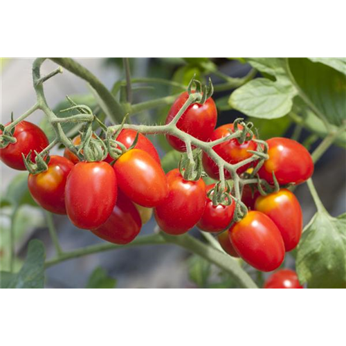 Tomaten ausgeizen