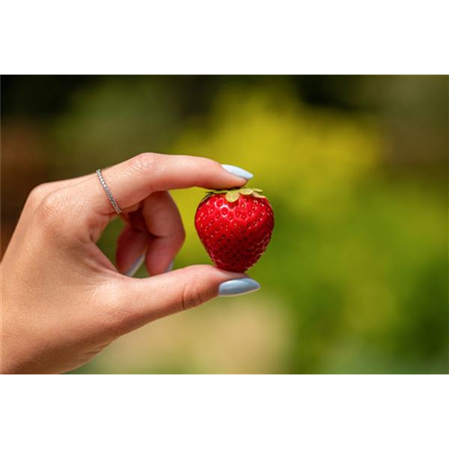 Erdbeeren schneiden