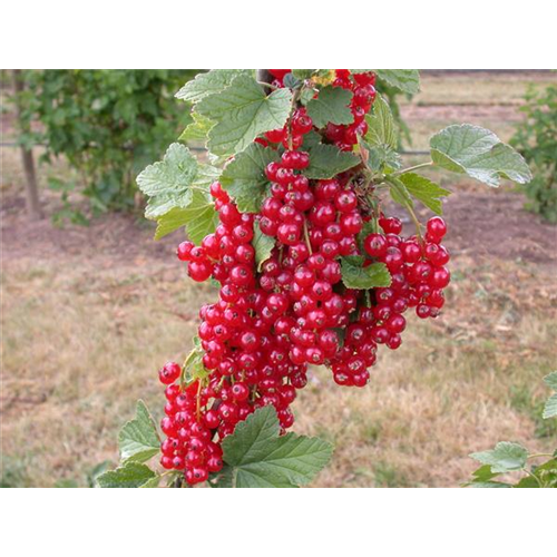 Johannisbeeren im Kübel