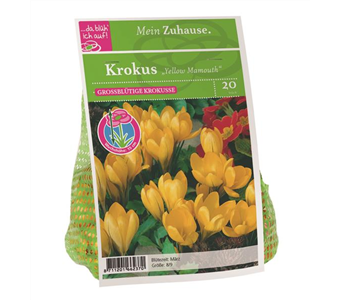 Blumenzwiebel Krokus 'Yellow Mamouth'