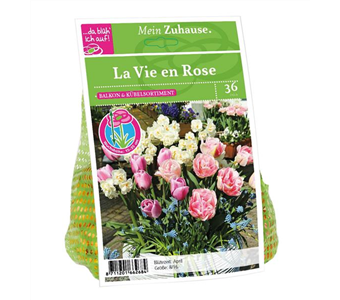 Blumenzwiebel 'La Vie en Rose'