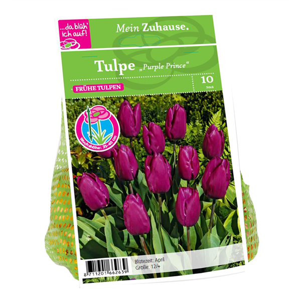 Blumenzwiebel Tulpe 'Purple Prince'