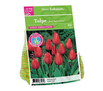 Blumenzwiebel Tulpe 'Red Impression'