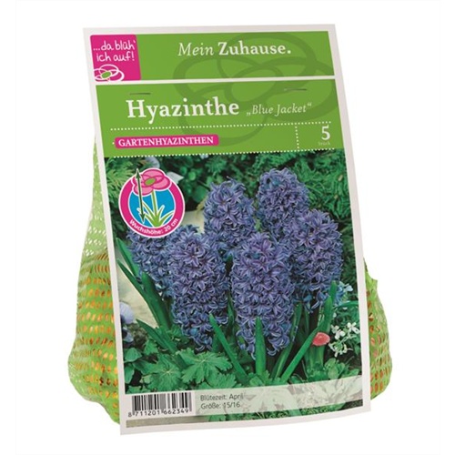 Blumenzwiebel Hyazinthe 'Blue Jacket'