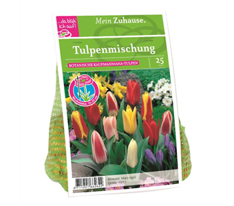 Blumenzwiebel Tulpe Kaufman. Misch.