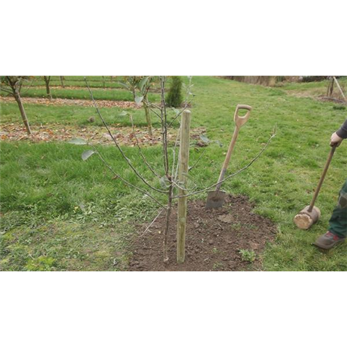 Apfelbaum - Einpflanzen im Garten