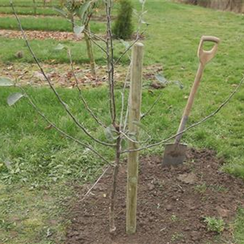 Apfelbaum - Einpflanzen im Garten