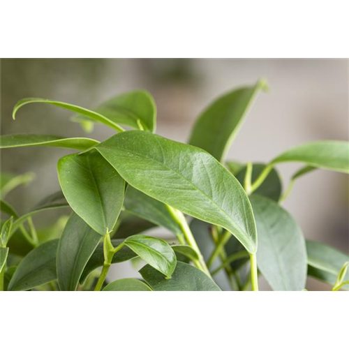 Ficus Ginseng hegen und pflegen