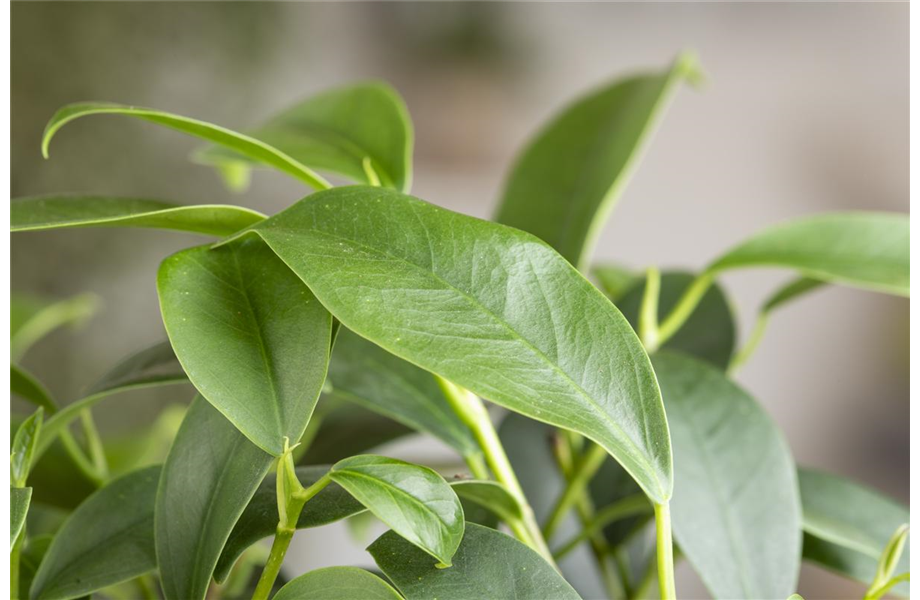 Ficus Ginseng hegen und pflegen