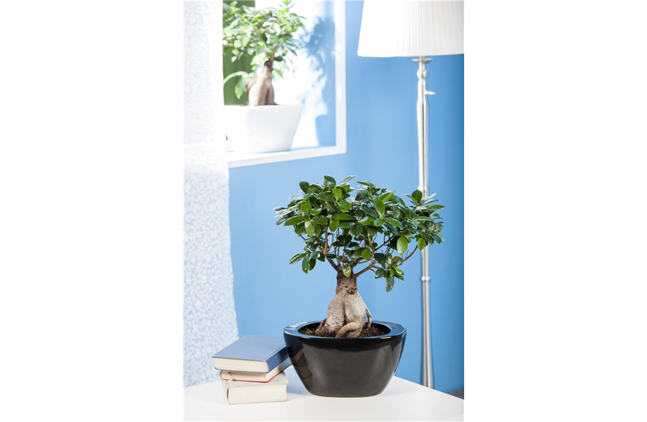 Ficus Ginseng hegen und pflegen