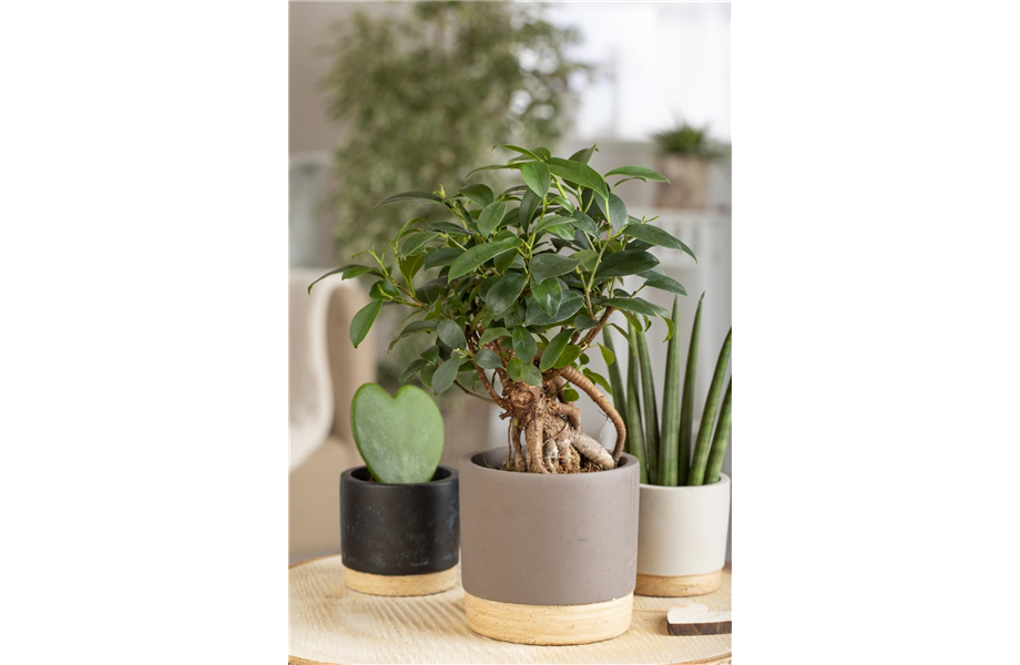 Ficus Ginseng hegen und pflegen