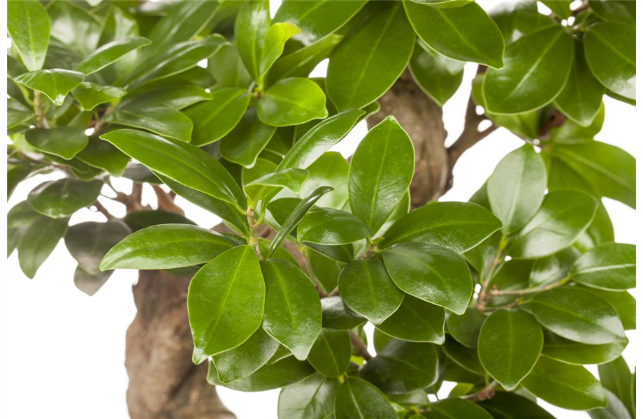 Ficus Ginseng hegen und pflegen