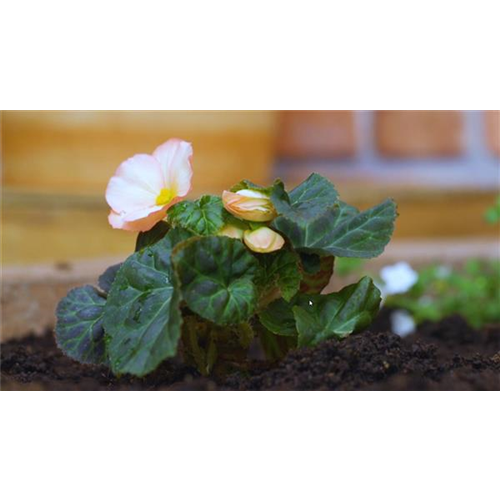 Knollenbegonie - Einpflanzen im Garten