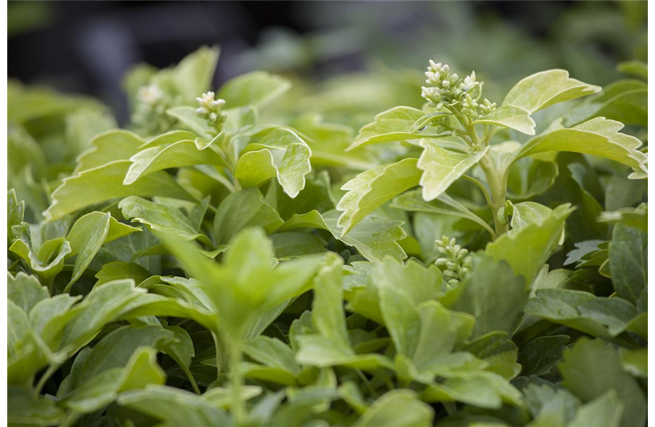 Die Bodenständigen: Bodendecker im Garten