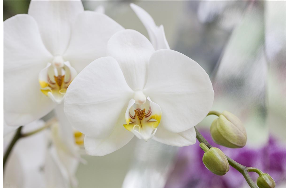 Die schöne Vielfalt der Orchideen