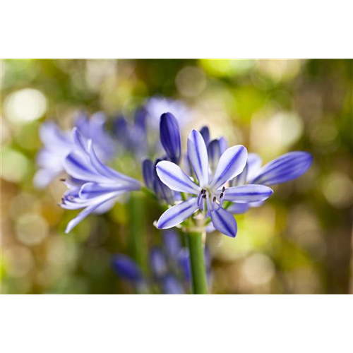 Schmucklilien im Topf - Tipps zum Umtopfen